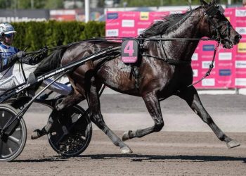 Aetos Kronos to stand stud at Stuteri Broline