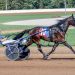 Allywag Hanover looks to defend title in Potomac Pace