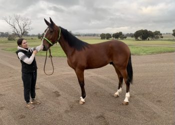 Alpha Tori ready for the big stage