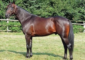 Bird Parker sires Group 2 French winner