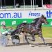 Ravishing's return to the track 2 Captain Ravishing surprise entrant in Yarra Valley Pacing Cup