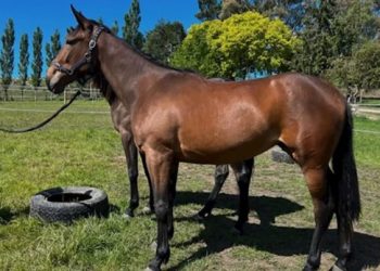 Creatine filly raising money for Katie Cox Appeal