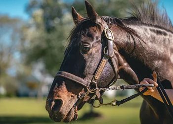 Inter Dom champ Mr Feelgood thriving in retirement