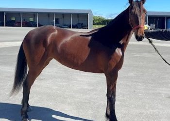 4 Lot auction ends tonight, Special auction launching Saturday