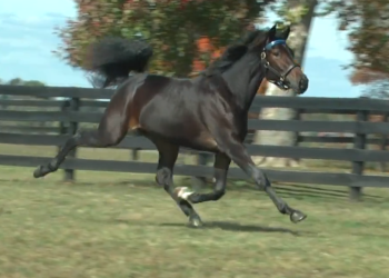 Trotting fillies top final day of yearling sale