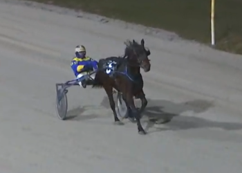 Gelding upsets to end losing streak