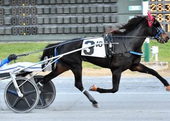 Stafford sweeps DSBF trots at Dover