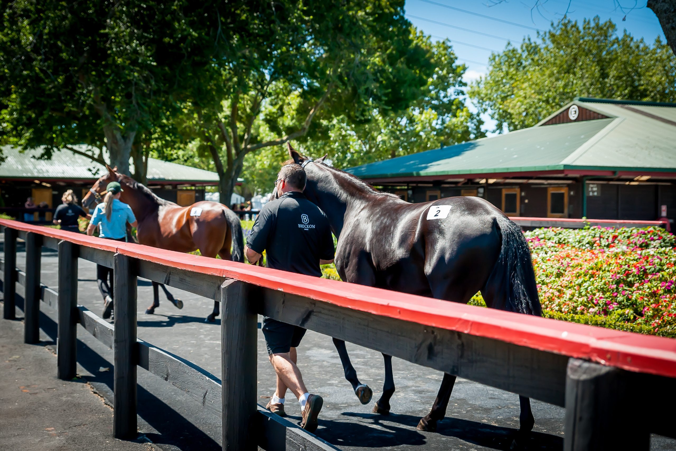 National Yearling Sale 2024 Hatty Kordula