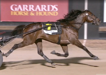 Lee stable has a star in the making