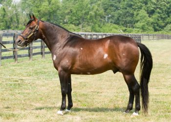 Winbak Farm mourns the loss of Crown Prince Gar