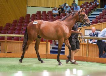 Blue-blooded line up for National Yearling Sale