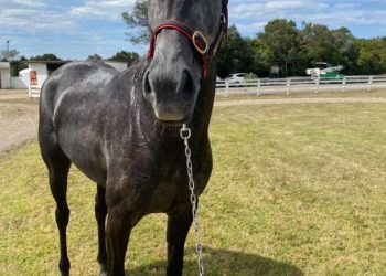 Horsnell and his grey mare hoping for glory on Friday