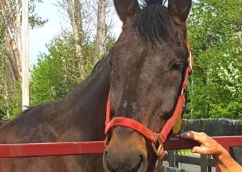 SRF bids farewell to a champion