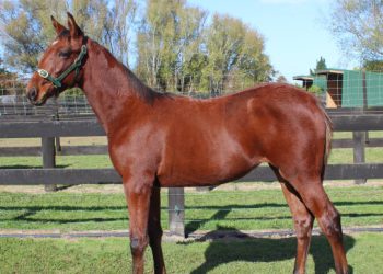 How $3,800 turned into a New Zealand Oaks Quinella