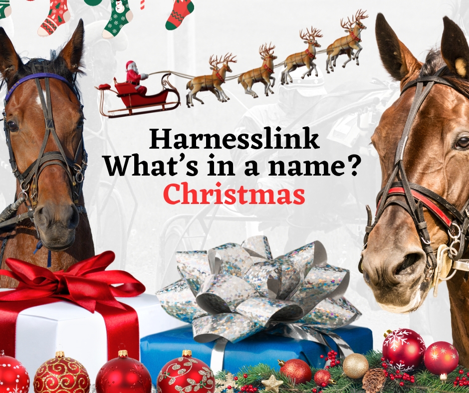 The horses carrying the Christmas spirit - Harnesslink