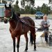 Double Helix makes amends in Echuca Trotters Cup