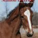 2024 Ohio Stallion Directory now available