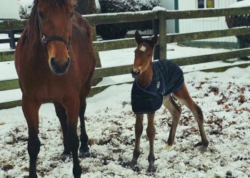 Winbak Farm has first foals of 2024
