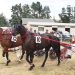 Otago stables have a strong hand at Cromwell (audio preview)