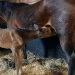 Back Of The Neck’s first foal is here 1 Back Of The Neck’s first foal is here