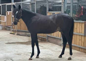 First offering by World Champion Bold Eagle at APG Melbourne sale