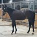 First offering by World Champion Bold Eagle at APG Melbourne sale