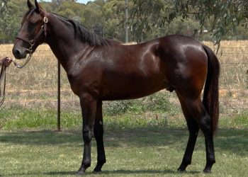 Debut draft shines with Stay Hungry sensation