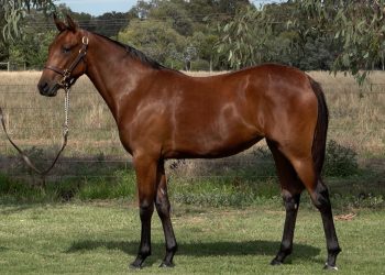 This enterprise started with a Classic Garry 