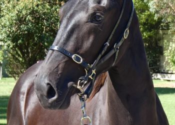 Racing Pigeons with Bill Lawry
