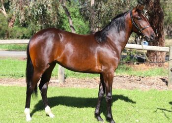 Who will be the next Star from Macray Lodge?