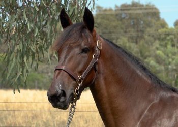 Balmain Lodge: “The best foal we’ve ever bred”