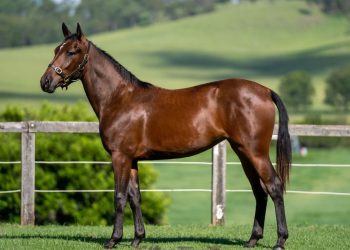 Harnessing success: Loader’s APG Gold Coast debut