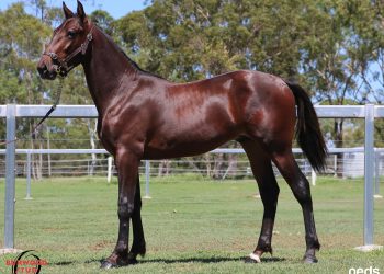 The art and science of breeding success in racing