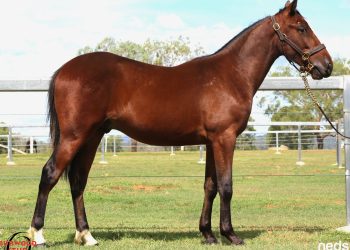 Boutique brilliance: Vendor showstoppers at Gold Coast Sale