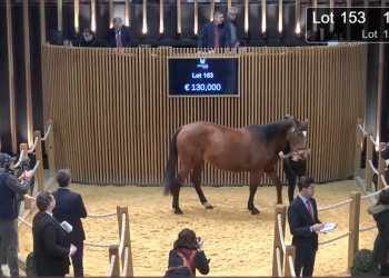 Arqana-Trot first session complete