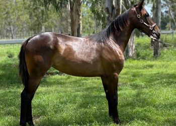 Close relative of Millwood Nike to be offered at APG Gold Coast