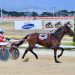 Star Major easily wins Tasmania Cup Heat