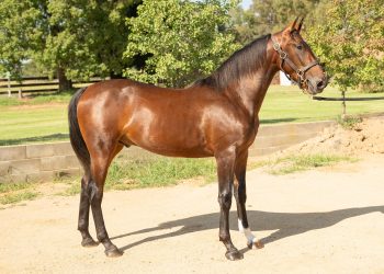 Micallef family draft one of their best ever 