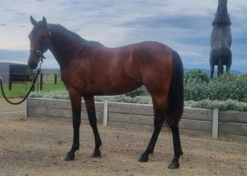 Memories of Smolda revived in Kirkwood yearling