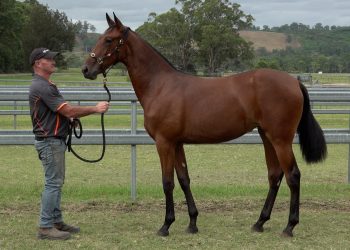 Ex-footballer’s first foray at yearling sale