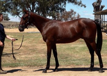 Ex-footballer’s first foray at yearling sale