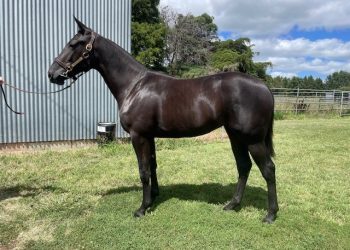 The Grubb family’s 50-year impact on harness racing