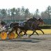 Lucky Matter snags AHDC trot at Freehold