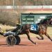 Bomb boosts Buter to six-win day