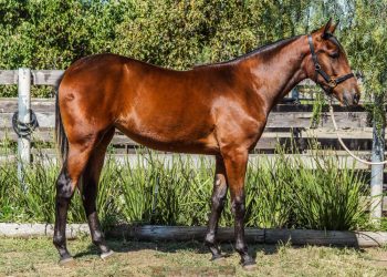 Mick Maxfield to wear new hat at APG Melbourne Sale