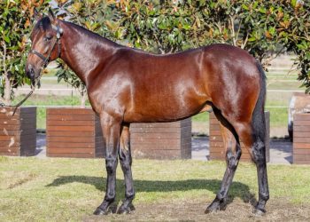 Son of APG winner offered at Melbourne sale