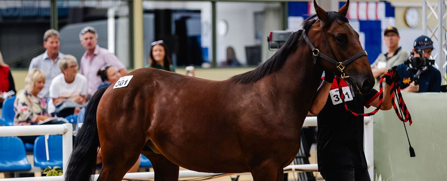 2024 NZ National Yearling Sale has concluded - Harnesslink