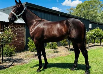 Brickie bites the bullet and becomes a fulltime breeder