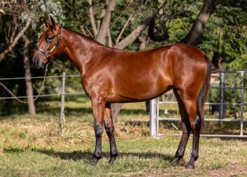 The Lotus Lobell legacy lives on for Littler