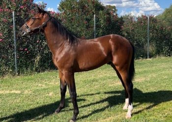 Lather Up colt lucky to be alive 